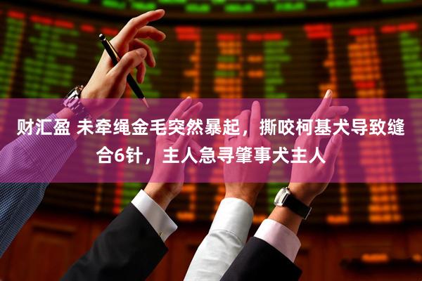 财汇盈 未牵绳金毛突然暴起，撕咬柯基犬导致缝合6针，主人急寻肇事犬主人